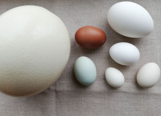 Eier-Rohlinge