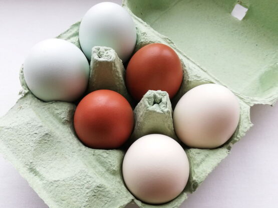 Eier-Rohlinge