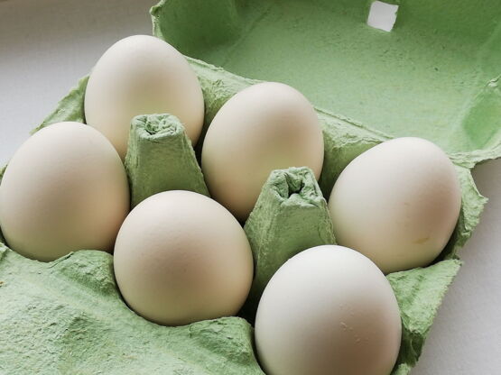 Eier-Rohlinge